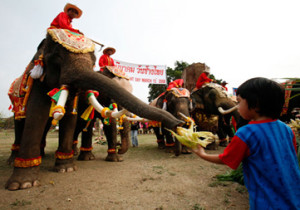 amazing-thailand-surin-wax-2014