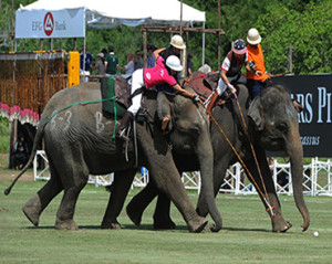 amazing-thailand-campeonato-polo-elefante