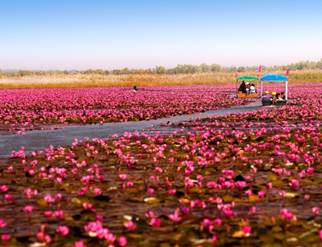 mar-de-loto-en-Udon-Thani