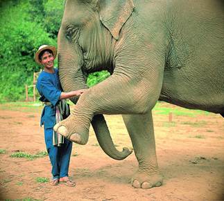 thai elephant conservation center en Chiang Mai