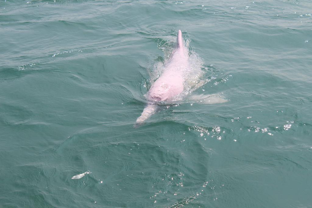 tailandia delfin rosa