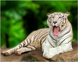 tiger zoo dusit