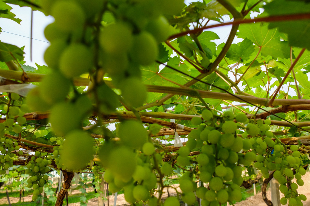 Bodegas PB Valley Tailandia-Foto 11