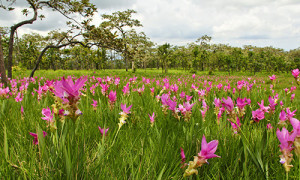  Blooming Festival 2015 (Siam Tulip)