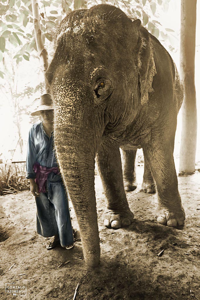 El Blog de Tailandia- Elefante