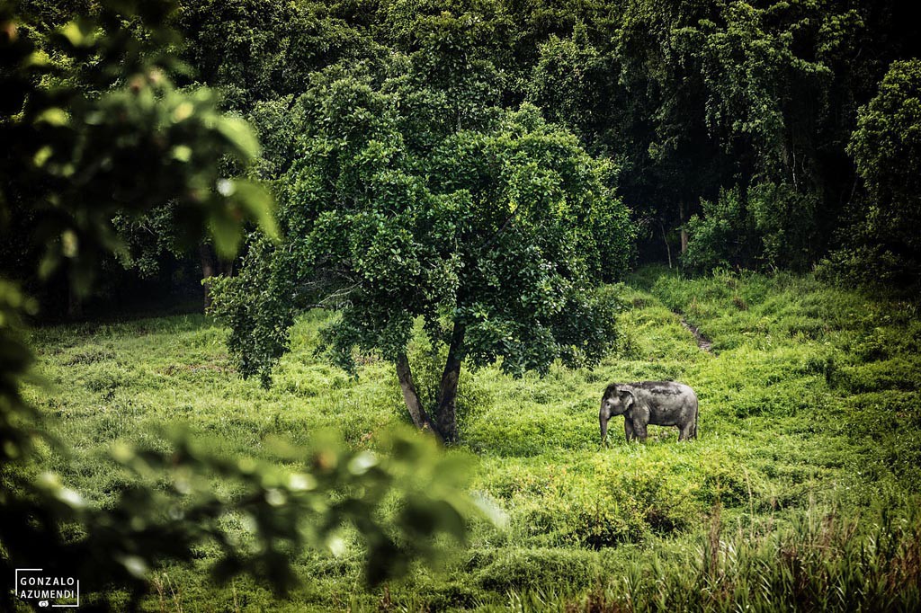 El Blog de Tailandia- Elefante en Four Seasons