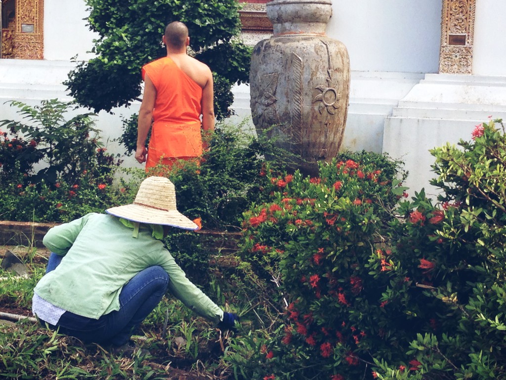 Foto: DAB Cuidando el jardín