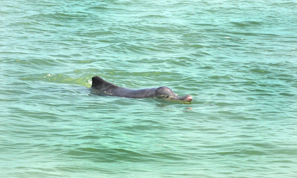 Delfines rosa en Koh Tha Rai, Surat Thani. 