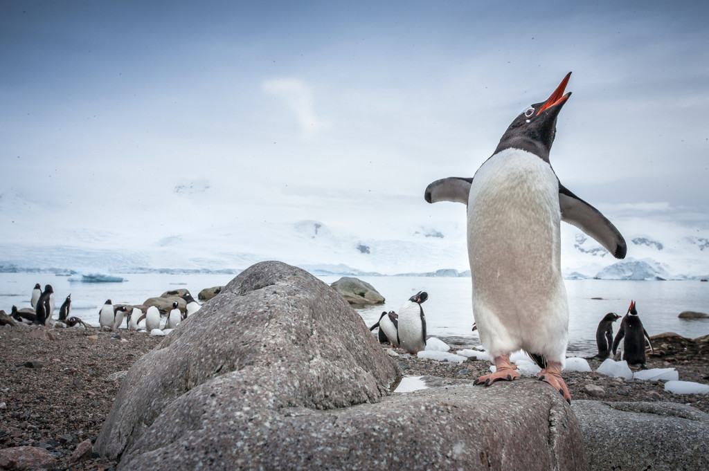 Maurice, el pingüino