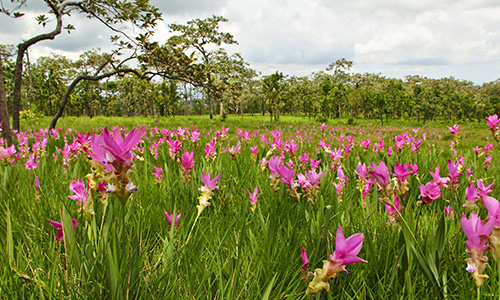 blooming festival 2016