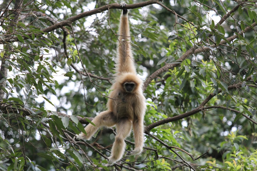 el-blog-de-tailandia-gibbon