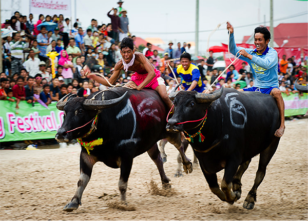 Buffalo Racing Festival