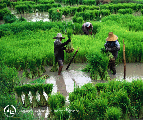 El Blog de Tailandia - Foto 1 - arrozal