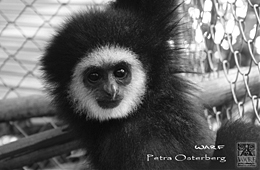 El Blog de Tailandia Gibbon