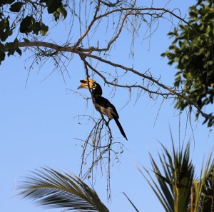 Turismo de Tailandia - Paradee Hornbill