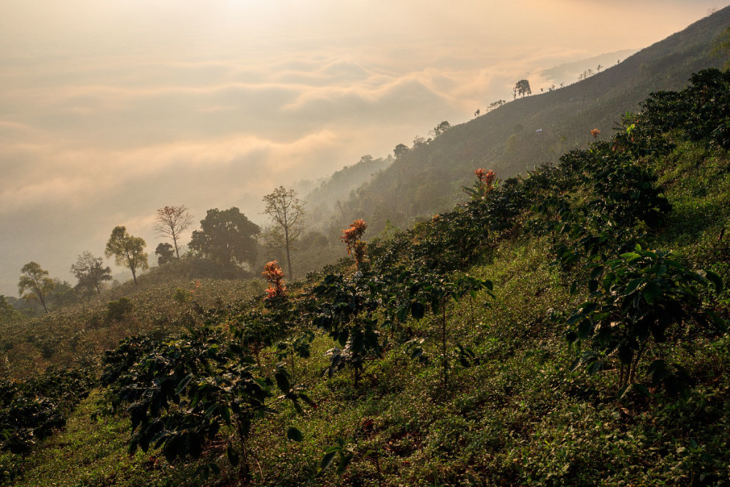 Suan Ya Luang (Nan) - Mares de niebla